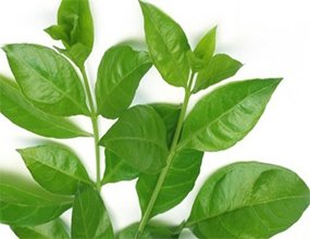 Henna-leaves-1 Mehendi Leaves