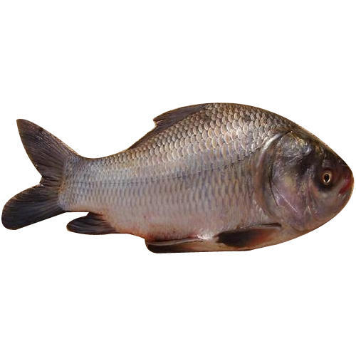 pond-catla-fish-seed-500x500 Catla (Katla) Fish After Cutting (Net Weight ±50 gm)