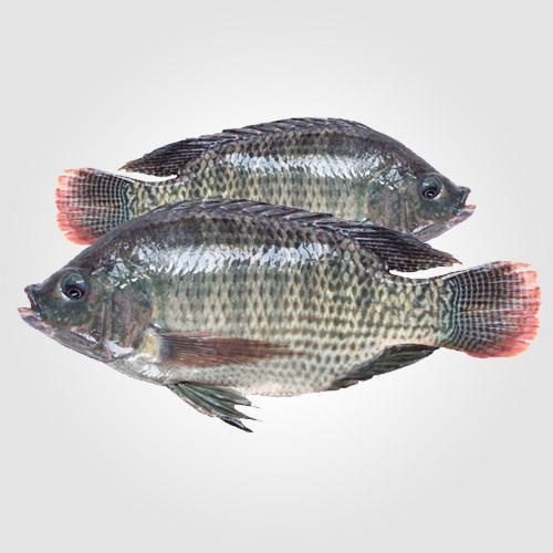 tilapia-fish-500x500 Telapia Fish 3/4 pcs (Net Weight After Cutting ± 50 gm)