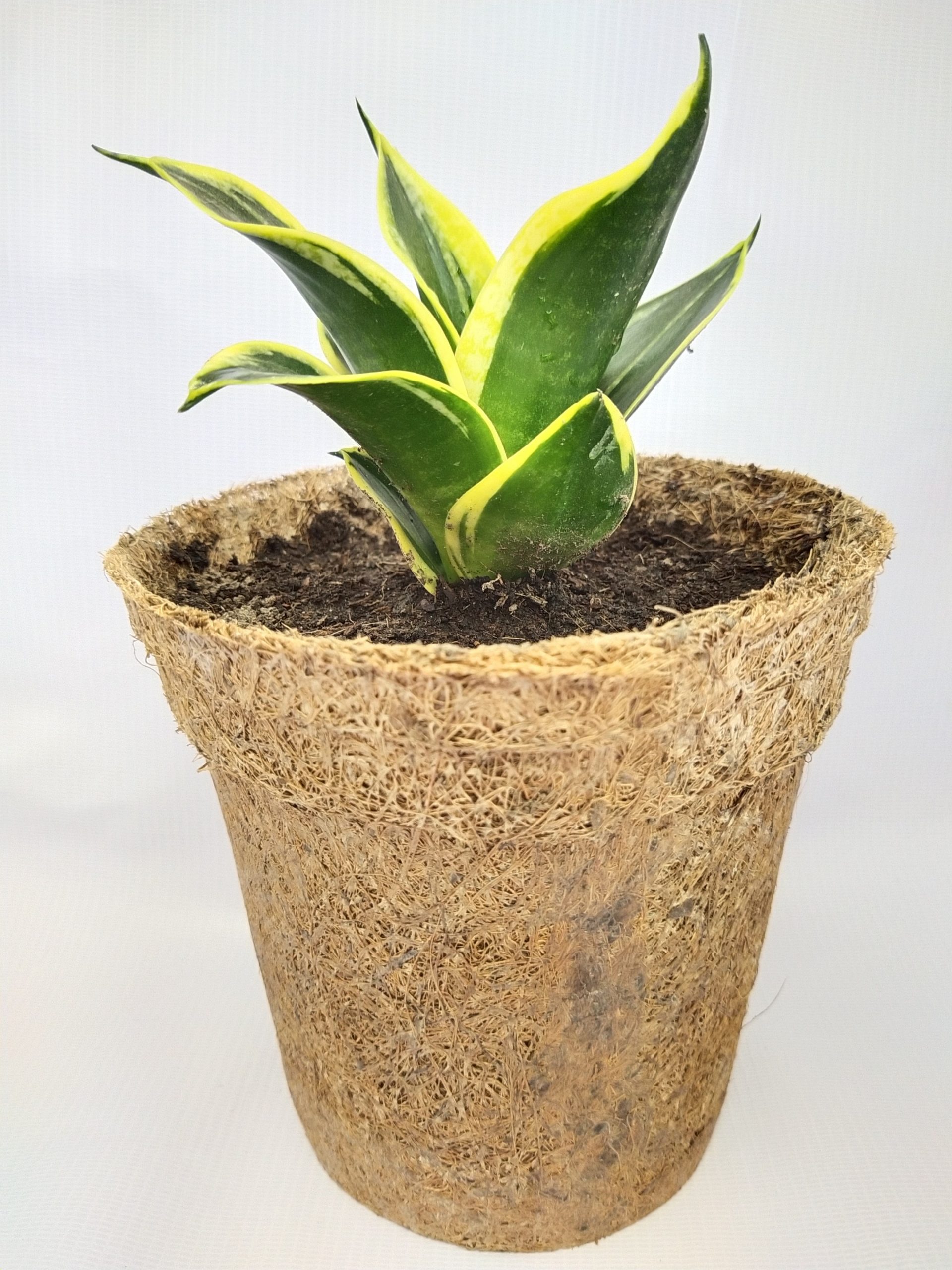 picture (5) Coir Pot Medium Size (Per Piece)