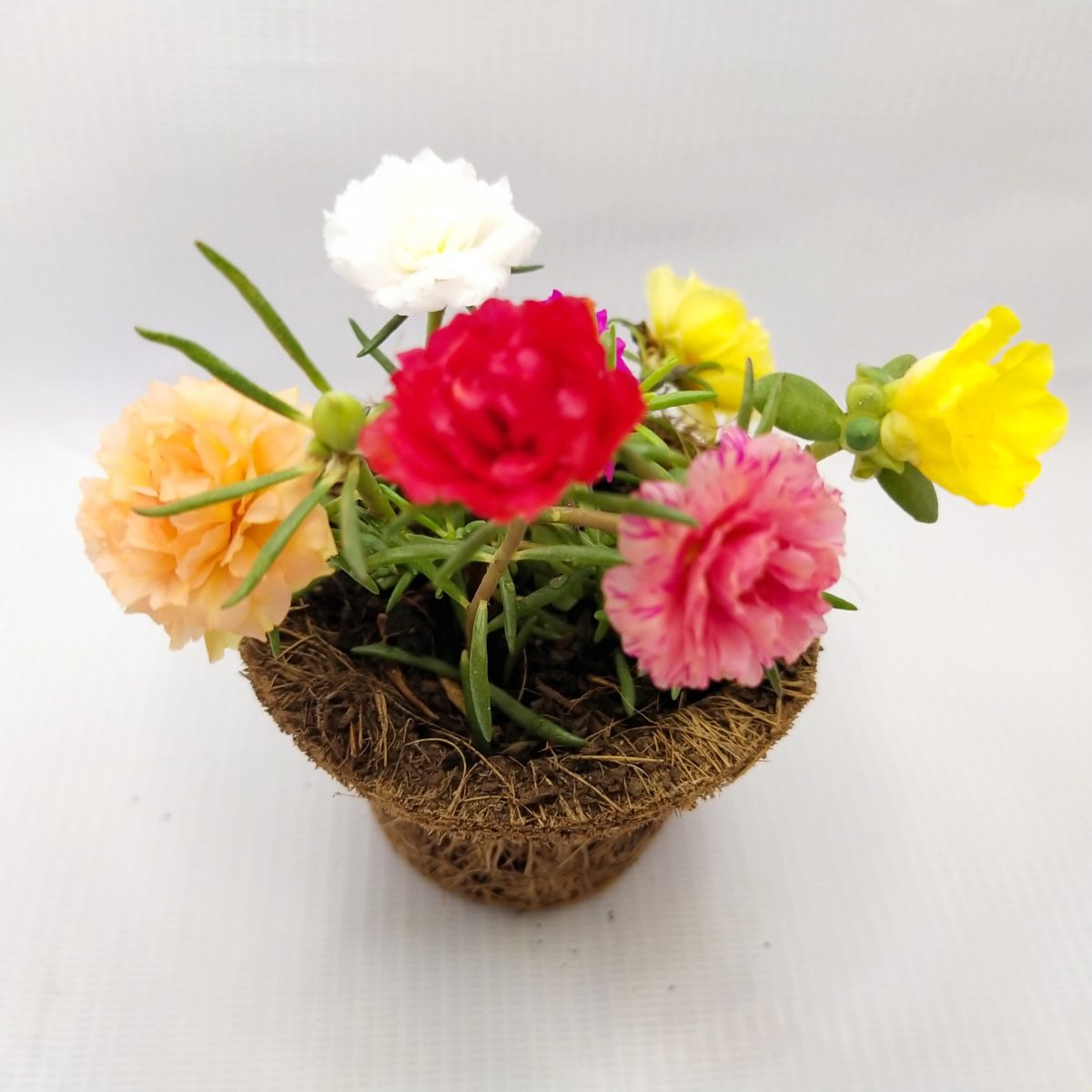 Coir Pot Medium Size (Per Piece)