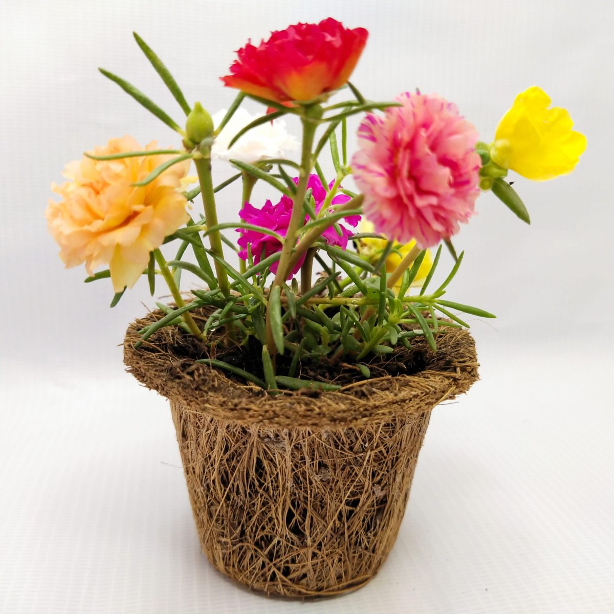 Coir Pot Medium Size (Per Piece)